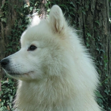 Samojed, mouth