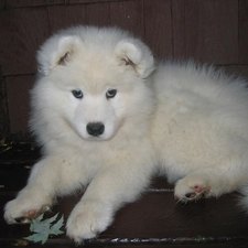 Puppy, Samojed, honeyed