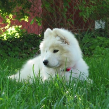 Puppy, Samojed, honeyed