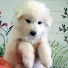 Samojed, Puppy