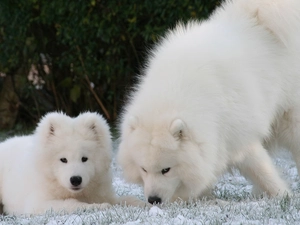 small, Samojed, Big