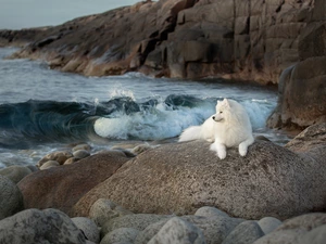 dog, Samojed, Stones, rocks, sea