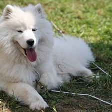 Samojed, Tounge