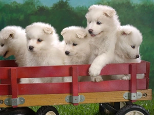 Samojed, puppies, five, trolley, sweet