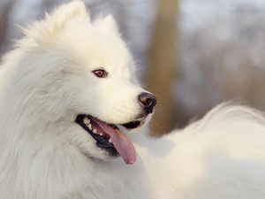 Samojed, dog, White