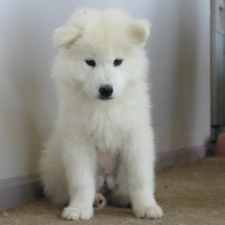 Samojed, White