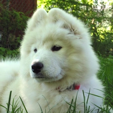 Samojed, young