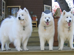 Samojedy, Three, beatyfull