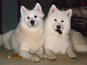 knuckle, Two cars, Samojedy
