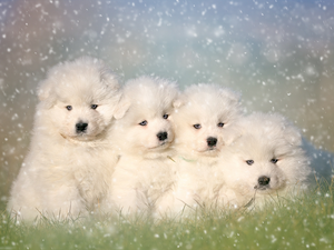 Samojedy, four, puppies