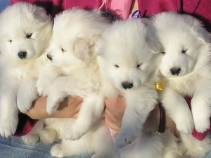 Samojedy, four, Tiny