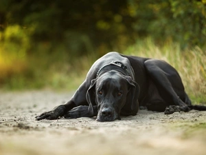 grass, Sand, Black, dog, lying