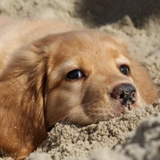 dog, Sand, ginger