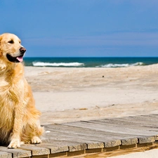 Sand, pier, dog, Beaches