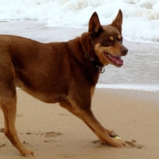 Sand, Waves, Australian Shepherd - Kelpie