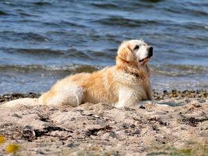 water, Sand, dog