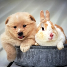 Bunny, Saucepan, puppie