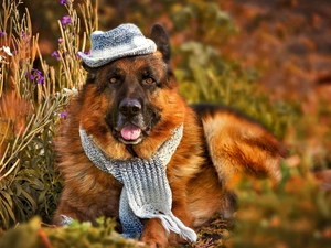 Scarf, Hat, sheep-dog, german