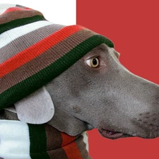 Hat, Scarf, dog