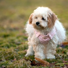 Havanese, scarf, doggy