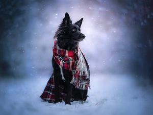 dog, Scarf, winter, Border Collie