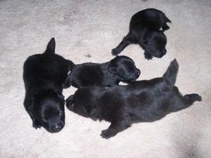 Schipperke, four, puppies