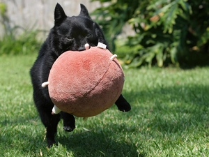 Schipperke, toy