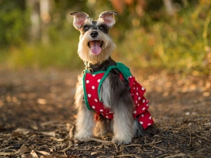 clothes, dog, miniature Schnauzer
