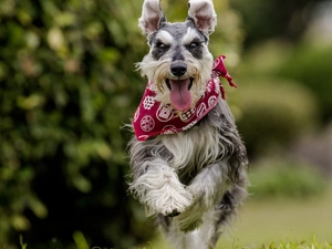 dog, apatite, gear, Schnauzer