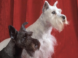 Two cars, miniature Schnauzer, Schnauzer, Dogs