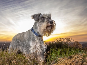 grass, dog, miniature Schnauzer