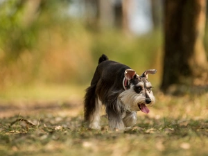 lea, dog, miniature Schnauzer