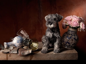 Schnauzer, small, Menace