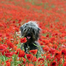 Schnauzer, doggy, papavers, cultivation