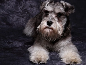 Schnauzer