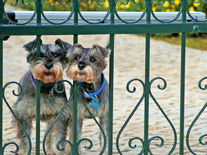 Thumbnail, fence, Dogs, Schnauzers, Two cars