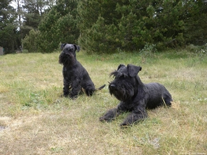 Two cars, miniature Schnauzers
