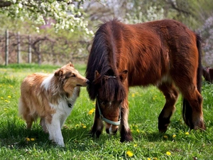 Scotch, Horse, sheep-dog