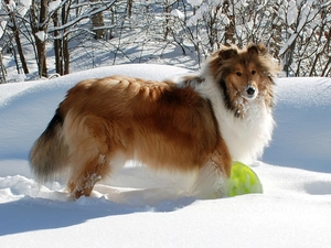 snow, sheep-dog, Scotch