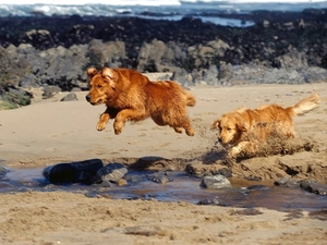 Two cars, water, rocks, Retrievers of Nova Scotia