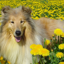 Scottish Shepherd Collie, dandelions, dog