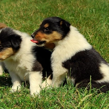 Scottish Shepherd, grass, Dogs, puppies