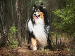 Scottish Shepherd, forest