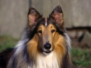 portrait, Scottish Shepherd