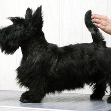 Scottish Terrier