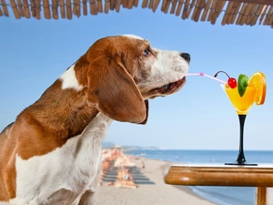 sea, dog, cocktail