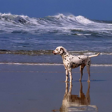 Dalmatian, sea, dog