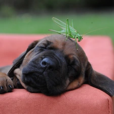 Bullmastiff, field, Puppy, sea-horse