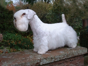 Sealyham Terrier, ledge