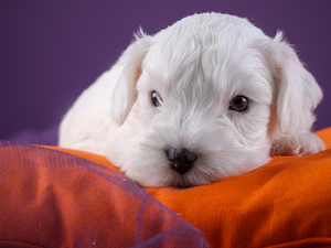 honeyed, Sealyham Terrier, Sofa, puppie